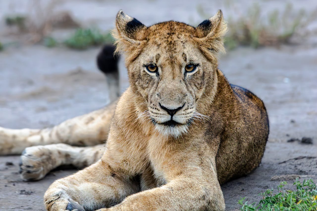healthy_liger.jpg